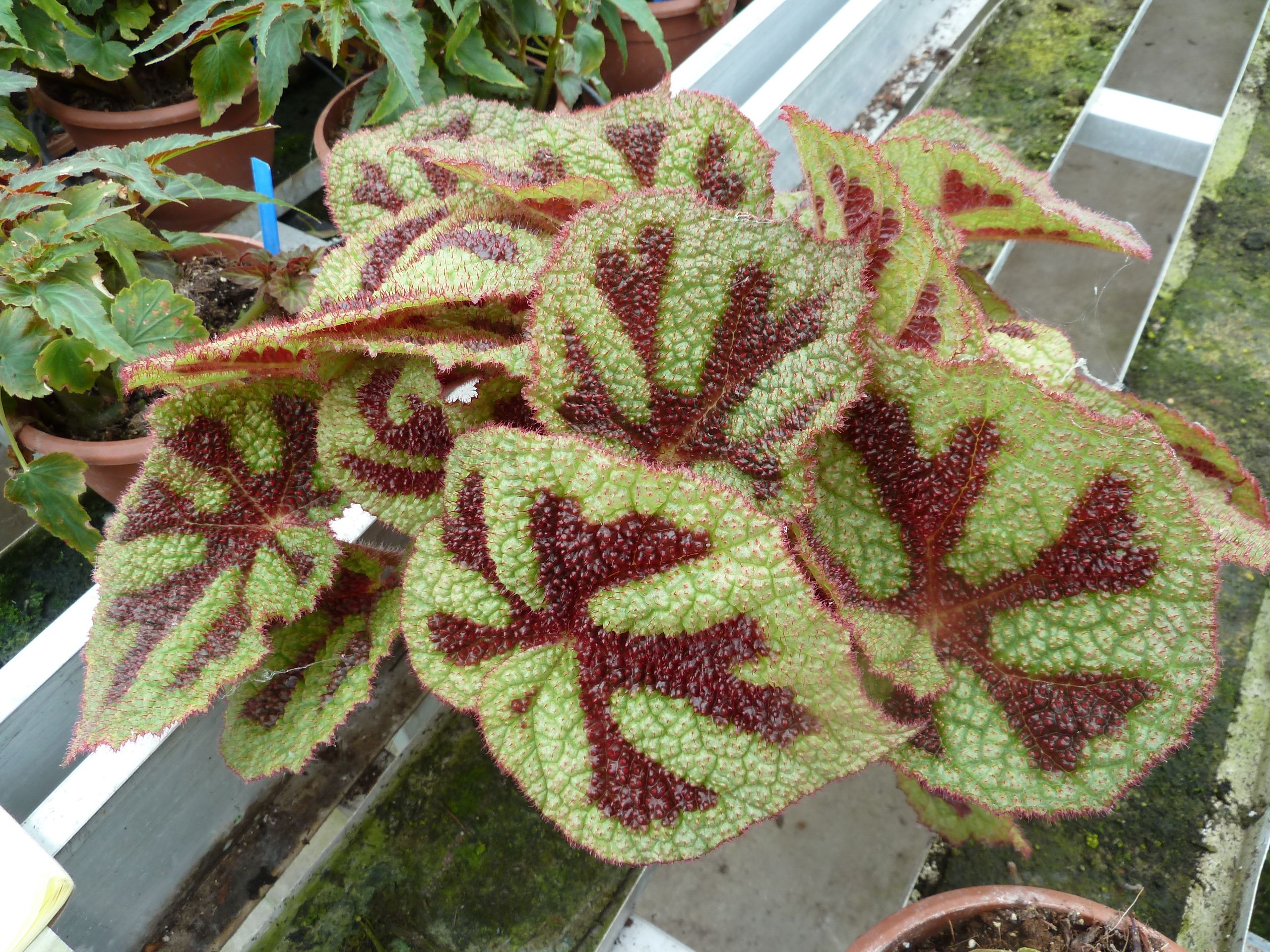 B. ‘masoniana Red’